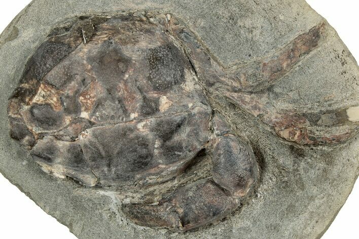 Eocene Fossil Crab (Pulalius) - Washington State #345519